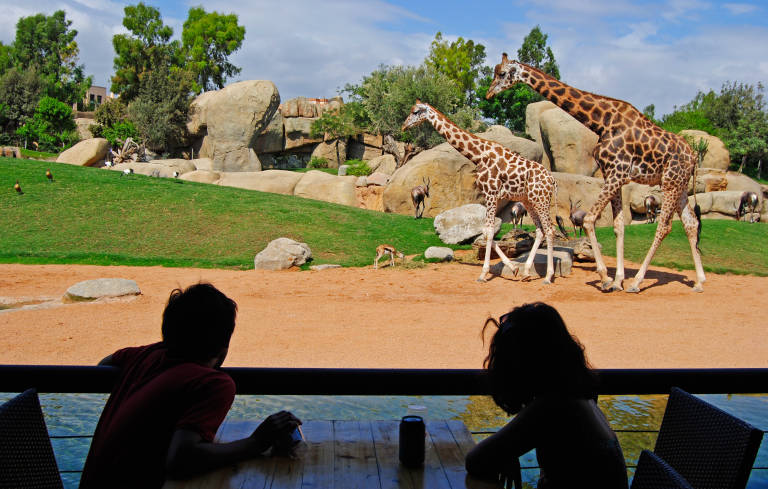 Visitants observen girafes des d’una taula. Foto: Bioparc