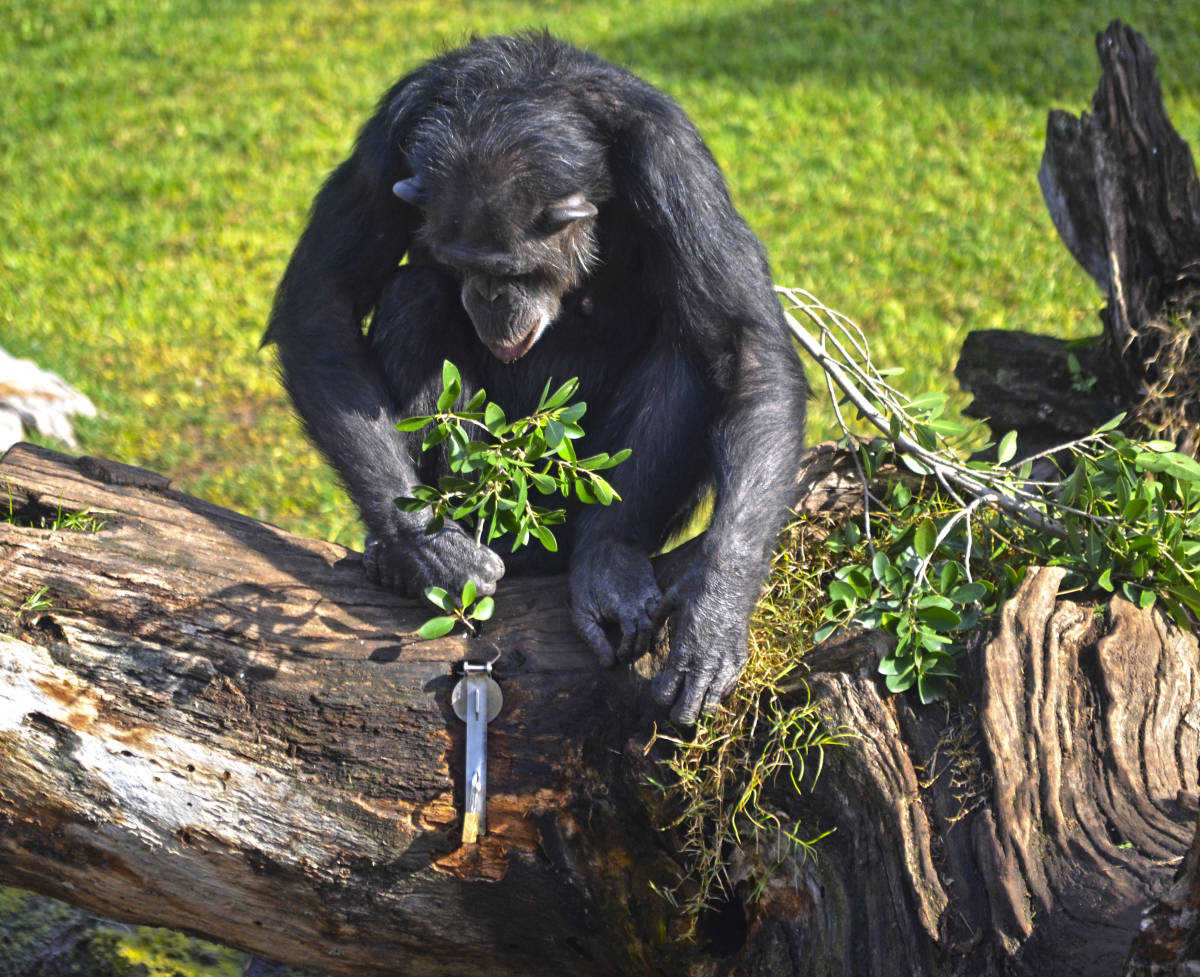Una ximpanzé juga amb un tronc natural. Foto: Bioparc