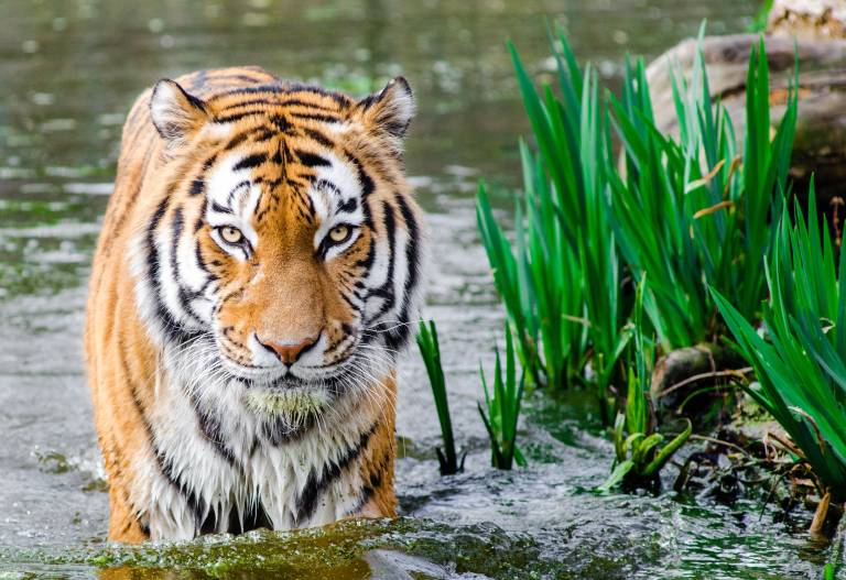 El embrujo del tigre', crónica de un animal místico e imposible, por Sy  Montgomery - Cultur Plaza