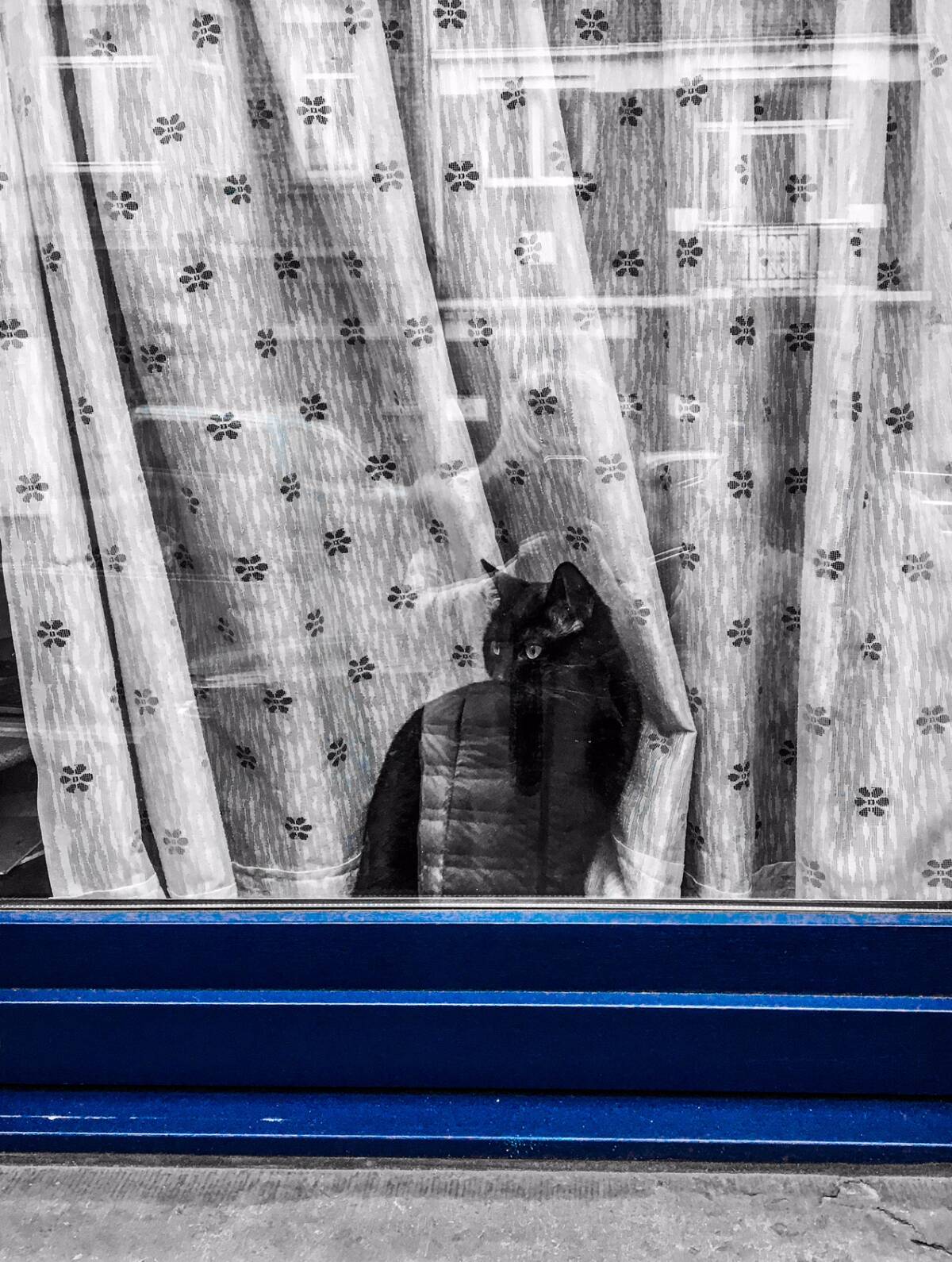 Gato asomado a la ventana. FOTO: RL