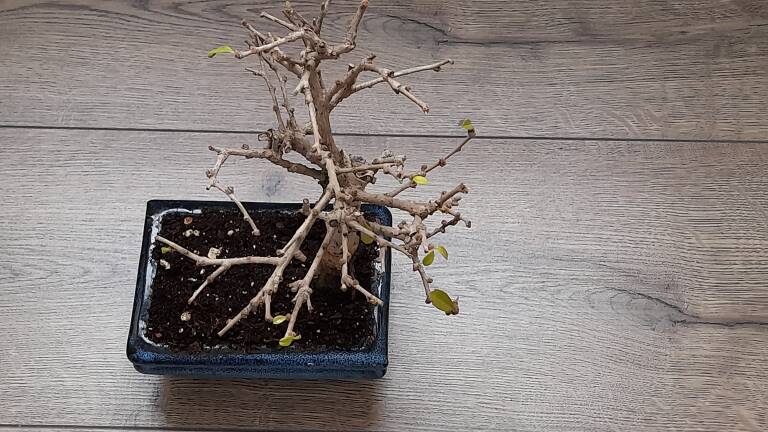 Jacobo, el bonsái del autor del artículo. Foto: JAVIER CARRASCO