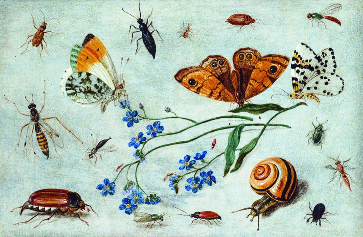 Estudi d'insectes, palometes i caragol, de Jan Van Kessel, 1653