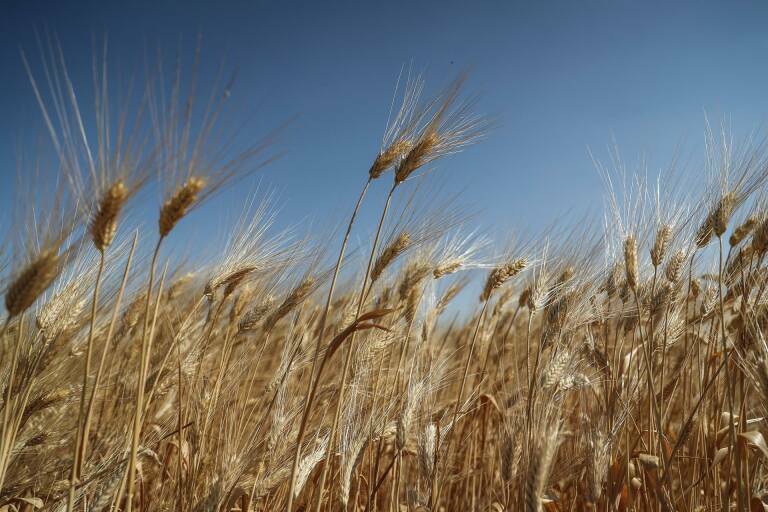  Imagen de archivo de una cosecha de trigo. Foto: ALKHARBOUTLI/DPA