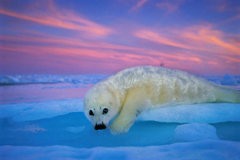 © Brian J. Skerry / National Geographic.