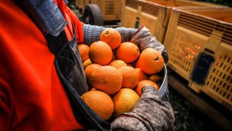 Cítricos importados Europa contra naranja valenciana