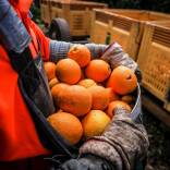 Cítricos importados Europa contra naranja valenciana