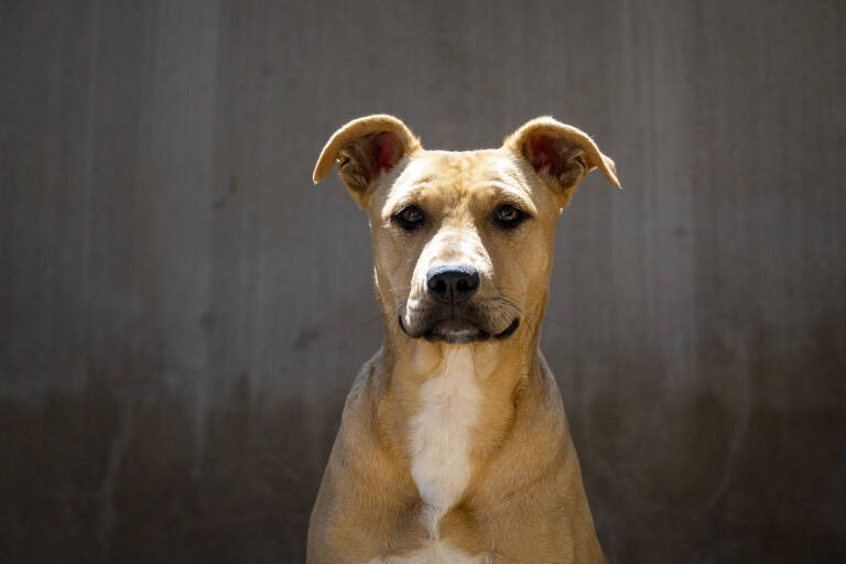 Optimista «última llamada» para el 22º desfile de perros abandonados de  AUPA y Bioparc Valencia