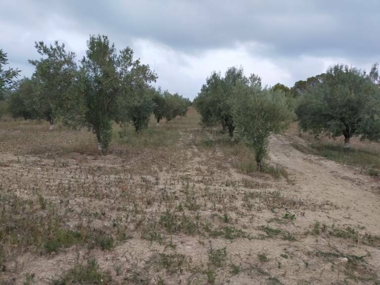 Los olivos se extienden por Macastre.