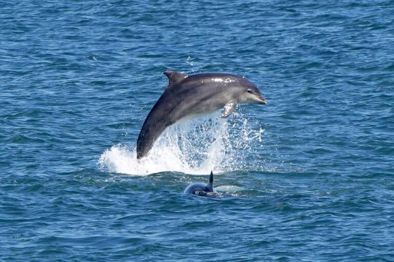 Imagen de archivo de un delfín. Foto: OWEN HUMPHREYS/PA WIRE/DPA
