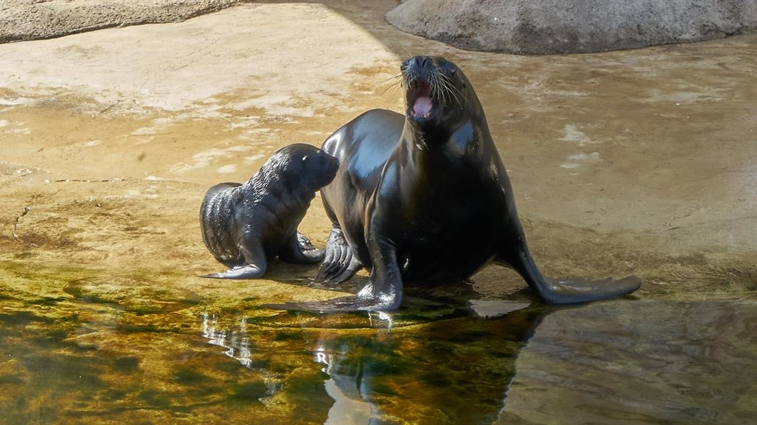 El Oceanogràfic presenta su león marino recién nacido: Aslan - Valencia  Plaza